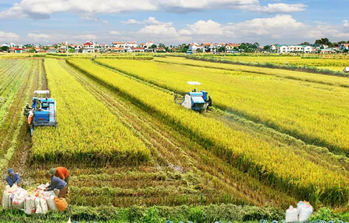 Đề án đưa nhiều công trình hạ tầng kỹ thuật trong vùng nguyên liệu vào sử dụng. 